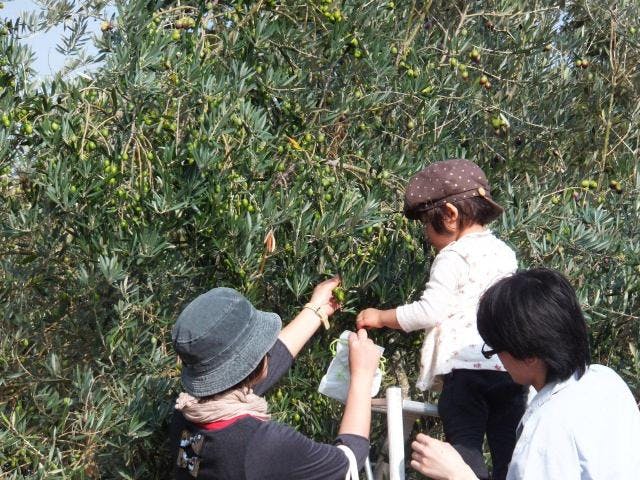 【2021年中止】牛窓オリーブ収穫祭