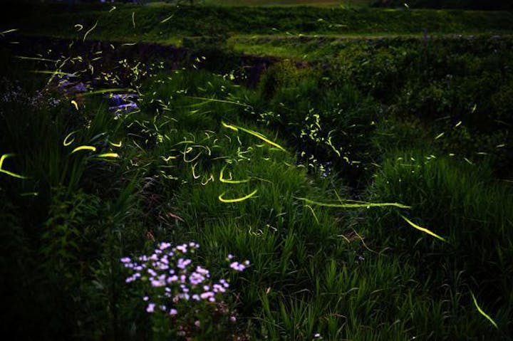 津黒川河川公園のホタル