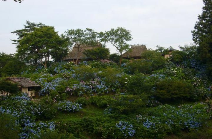 【2021年中止】花の山寺あじさいまつり