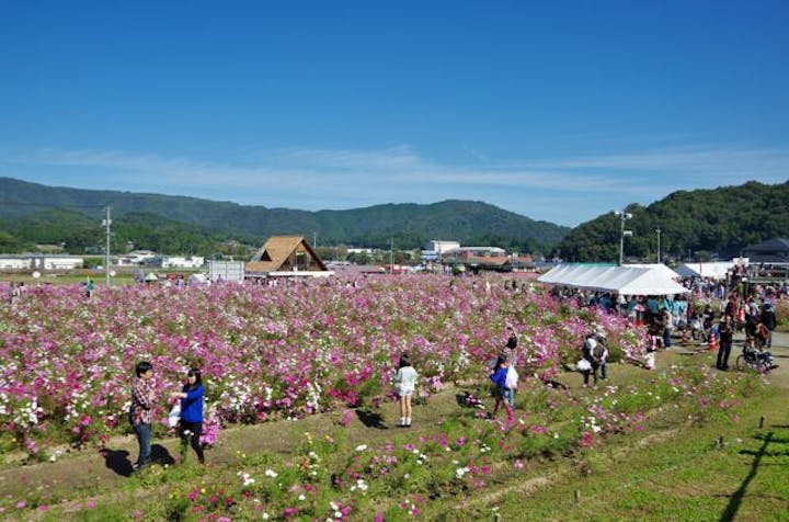 【2021年中止】北房コスモスまつり
