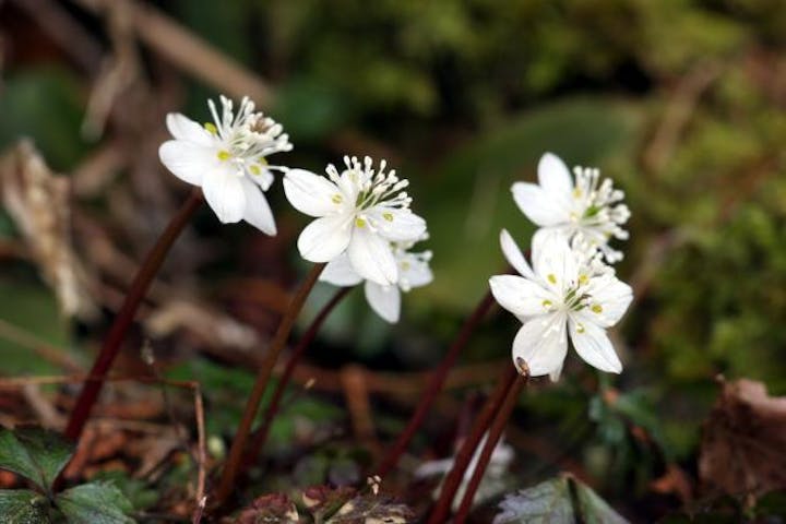 河会山野草群生地