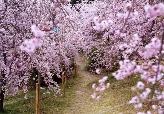 たけべの森公園の桜園