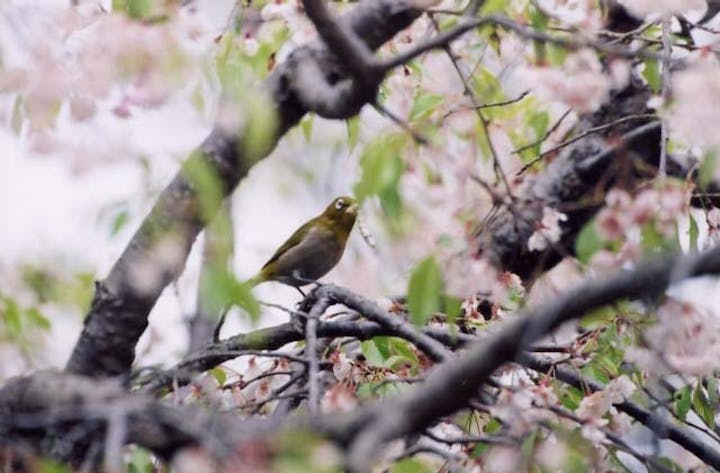 たけべの森公園の野鳥の森