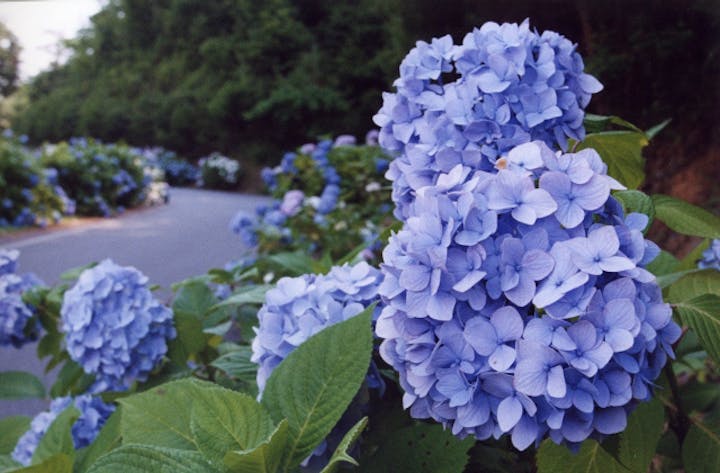 たけべの森公園のアジサイロード