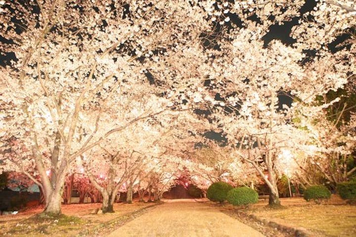 【開催未定】早島公園夜桜ライトアップ