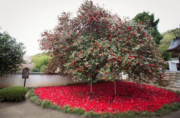 椿まつり（岡山県矢掛町）