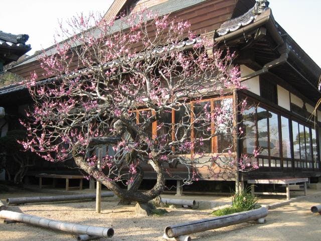 【2021年中止】観照寺の梅まつり