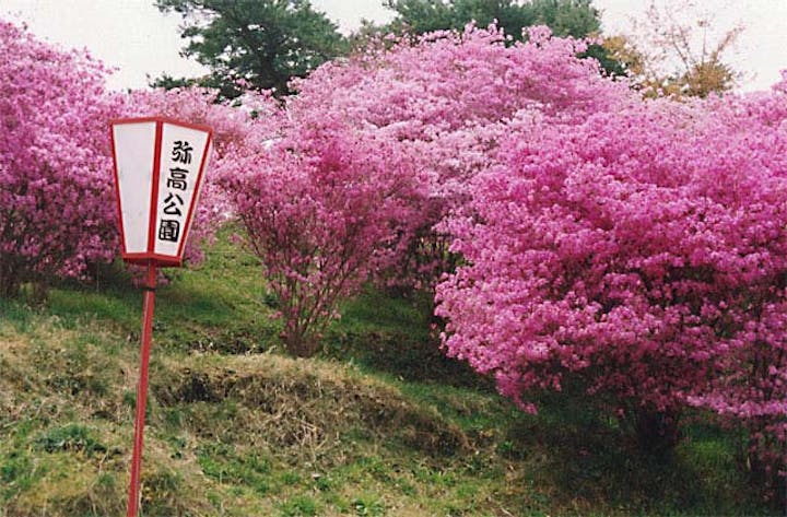 弥高山のツツジ