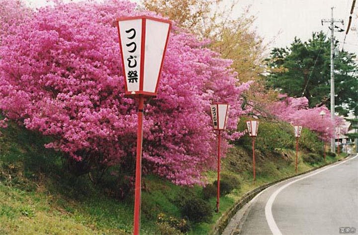 【2021年開催中止】春らんまん！弥高つつじ祭