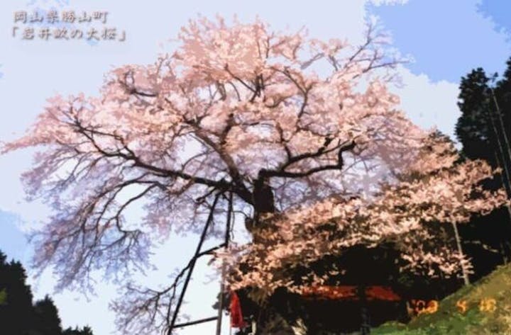 岩井畝の大桜