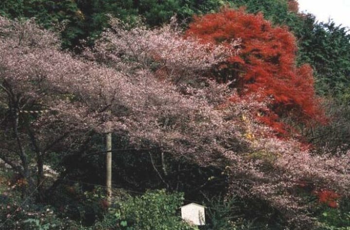 神代四季桜