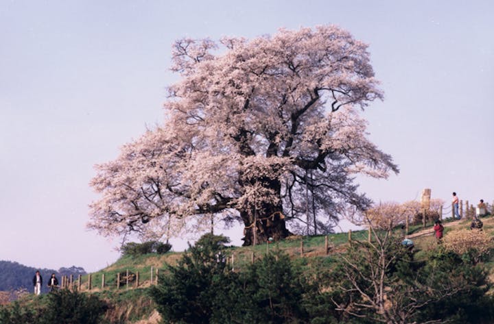 醍醐桜