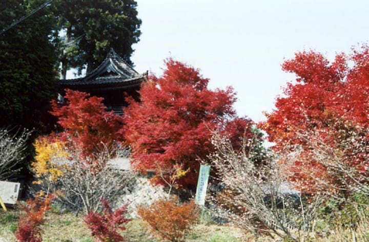普門寺の四季桜と紅葉