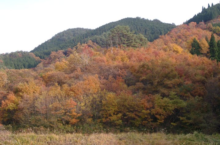 大久留美山森林公園