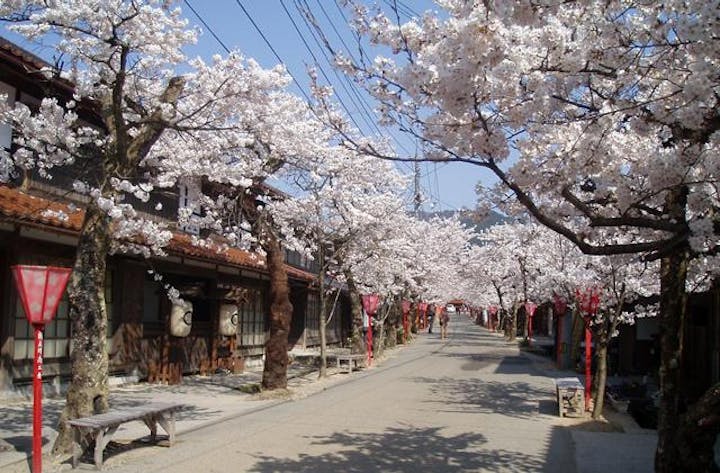 がいせん桜祭り