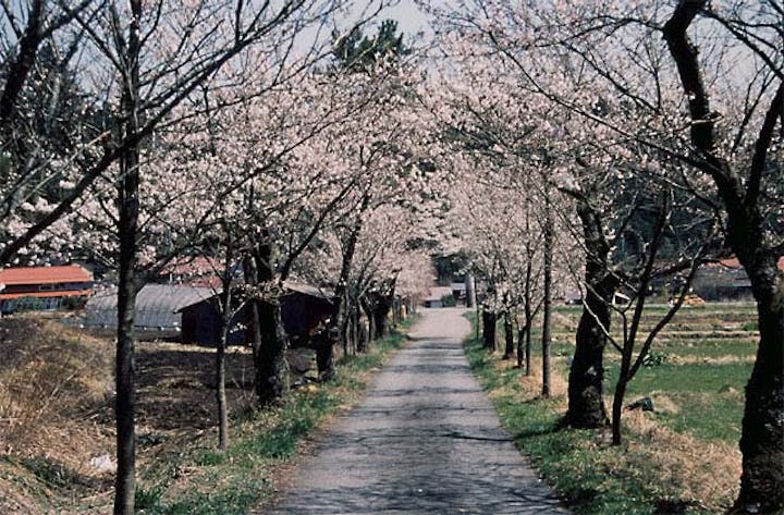 茅部神社の桜並木