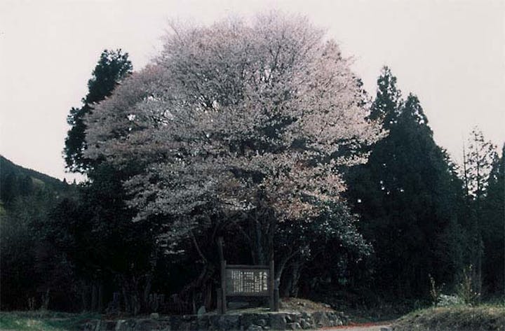 黒岩の山桜