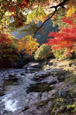奥津渓の紅葉