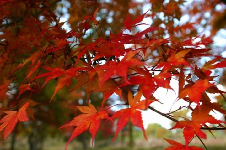 【2020年中止】越畑ふるさと村・秋の紅葉まつり