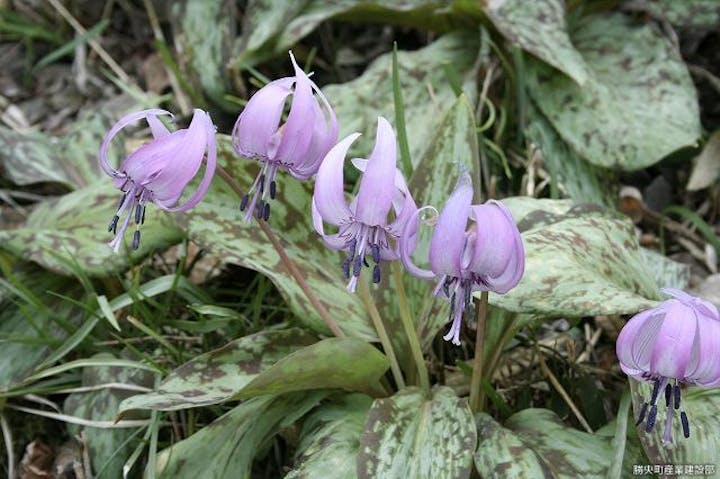 かたくり初恋公園