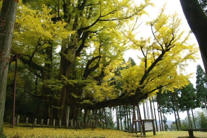 菩提寺のイチョウ