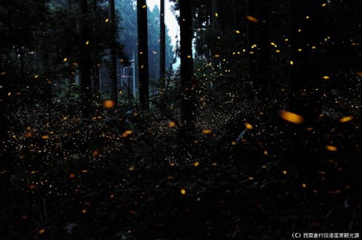 ヒメボタル生息地（大茅スキー場付近〜若杉天然林駐車場付近）