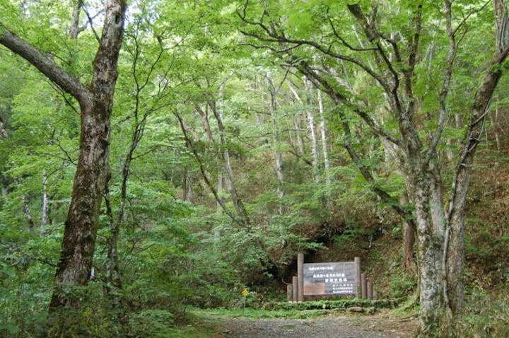 若杉天然林