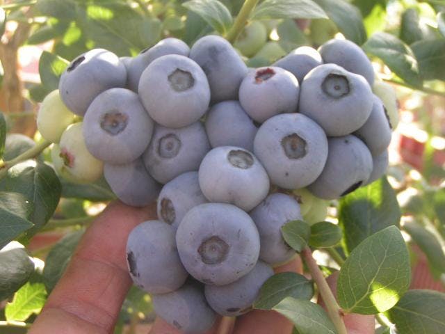 にしあわくらだんだんべりー畑木村農園