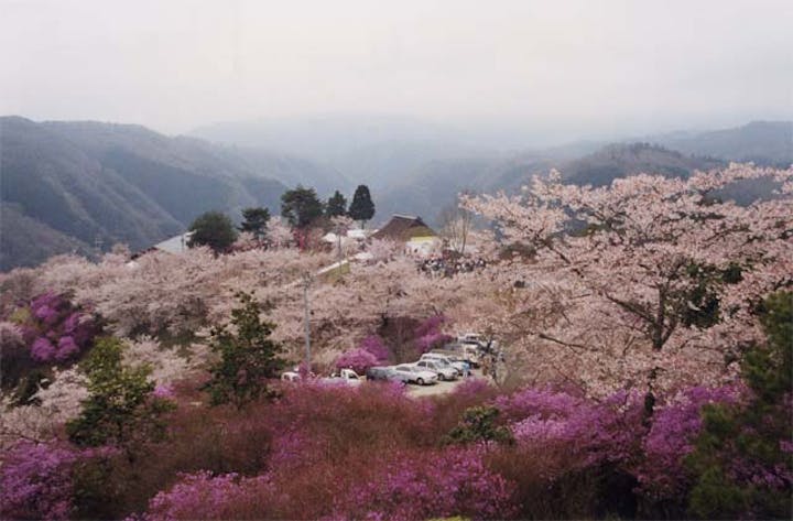 三休山のツツジ