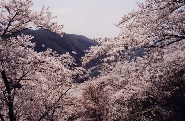 三休山の桜