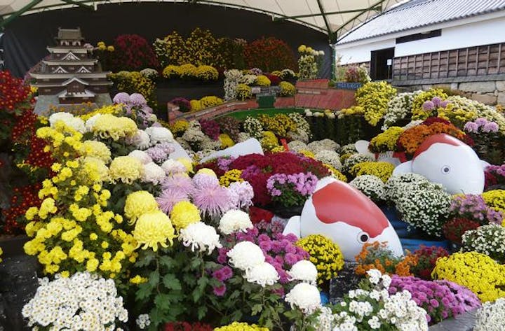 広島城大菊花展