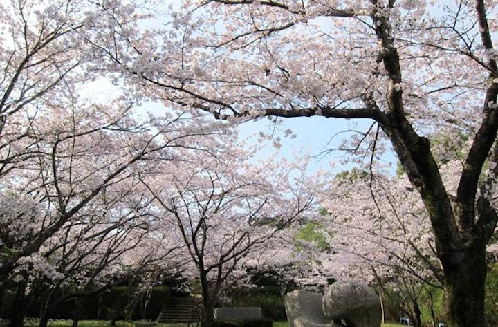 海老山公園の桜