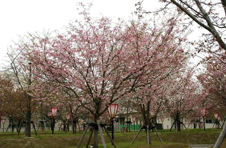 造幣局の「花のまわりみち」