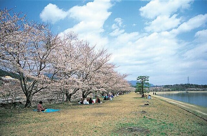 本庄水源地の桜