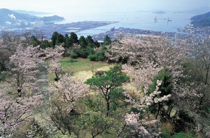 大空山公園の桜