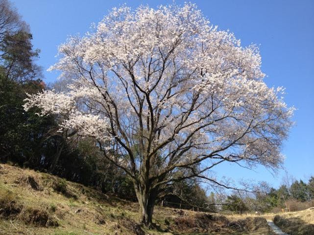 宿根の大桜