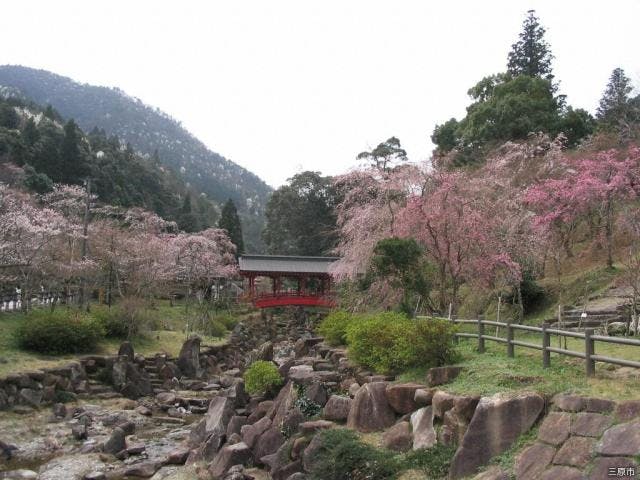 御調八幡宮の桜