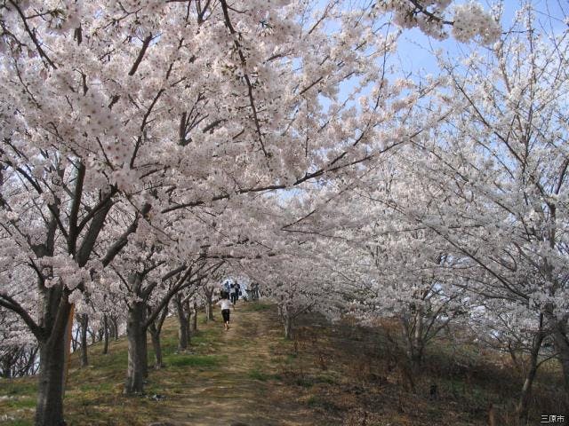 塔の峰千本桜
