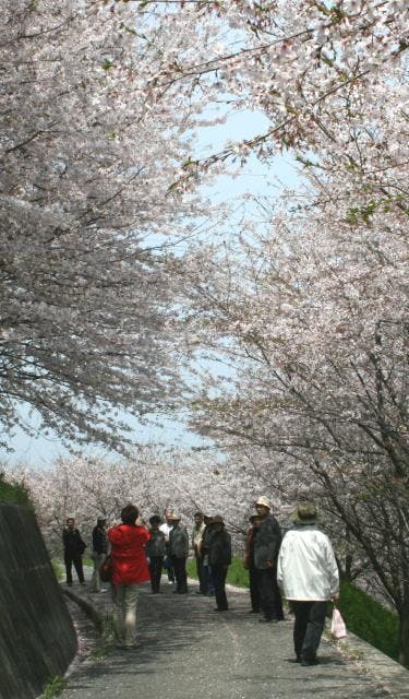 塔の峰の千本桜2