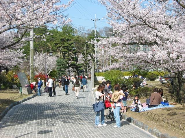 千光寺公園の桜