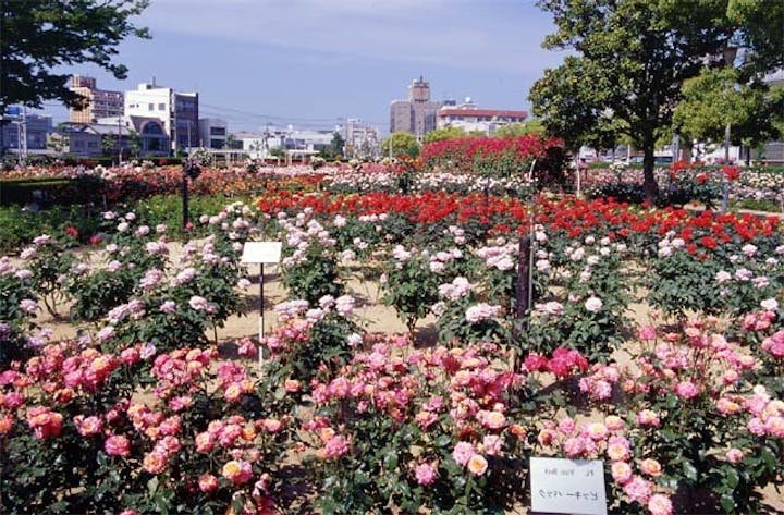 ばら公園のばら