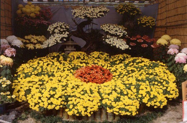 第66回福山菊花展覧会