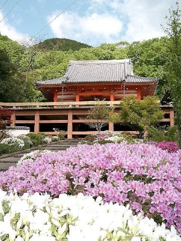 安楽寺のさつき