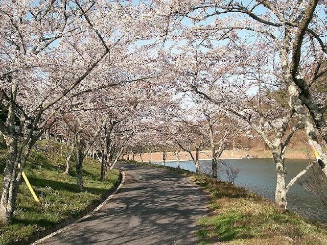 羽高湖の桜