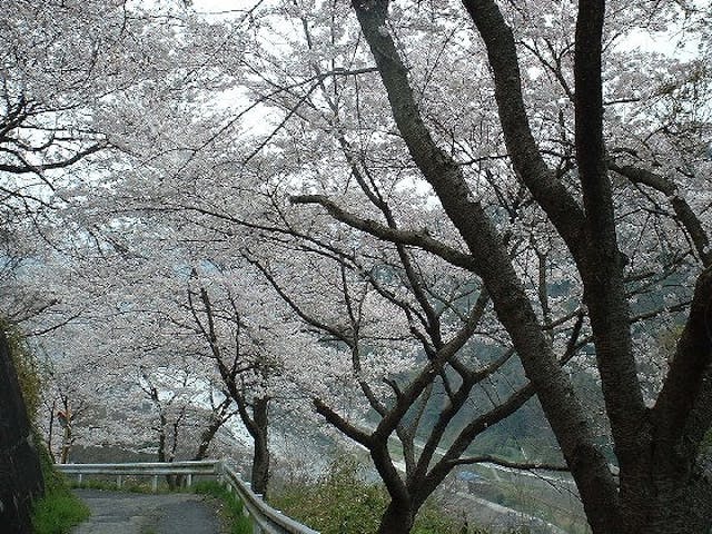 上山の桜並木