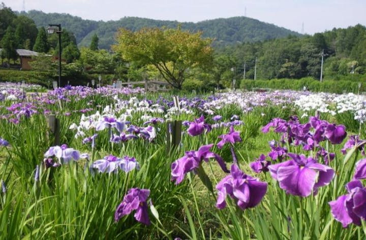 上下あやめまつり