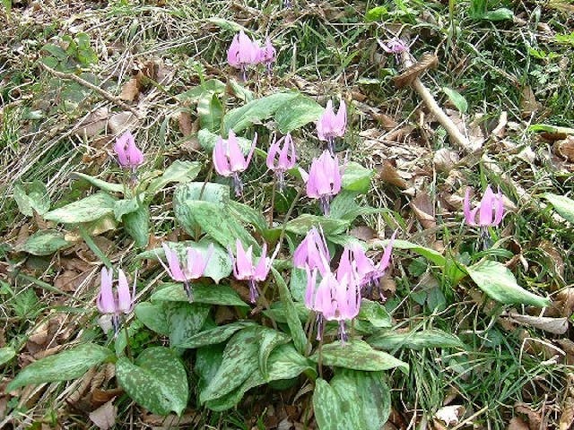 【2020年中止】宇根かたくりまつり