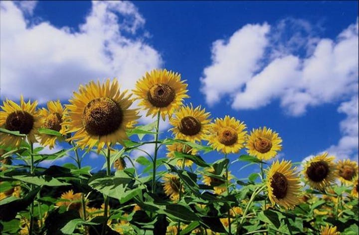 【2021年中止】あったか村　川とひまわりまつり