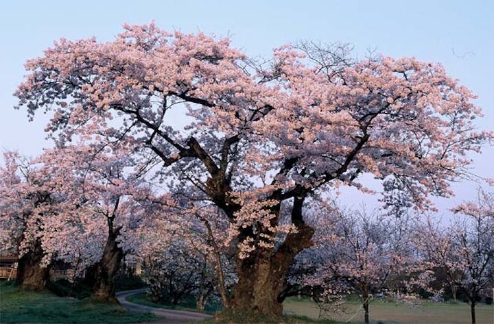 七塚原高原の桜
