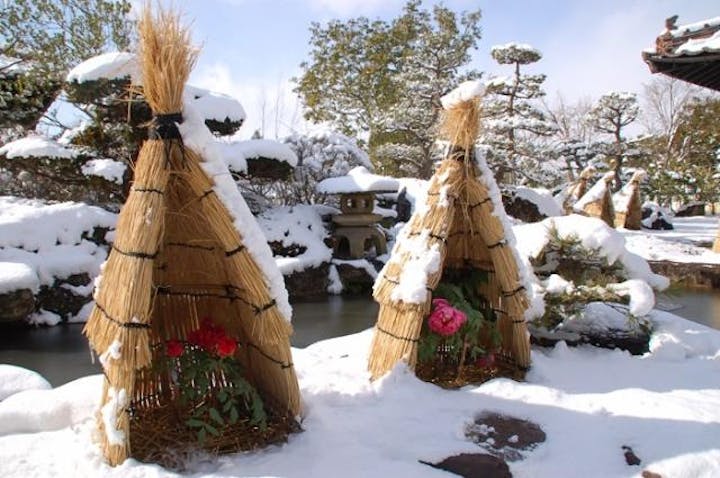 国営備北丘陵公園冬咲きぼたん展